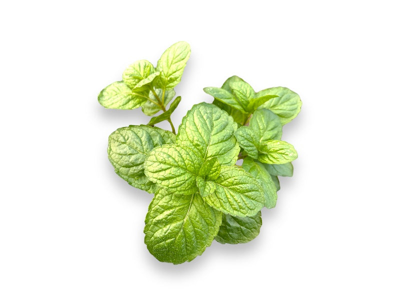 Grapefrugtmynte, Mentha 'Grapefruit' - 12 cm potte.