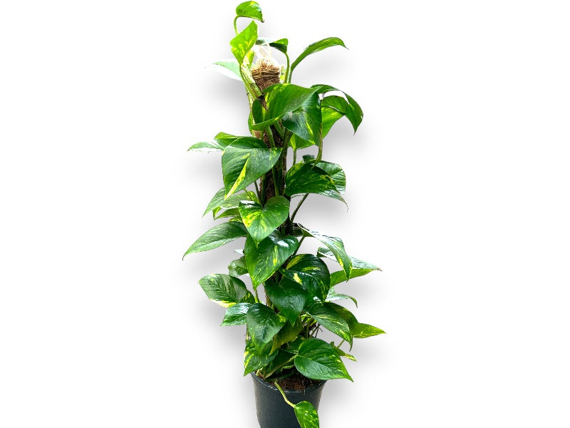 Epipremnum Pinn. Mosbelagt stang i 80 cm høj til indendørs brug.