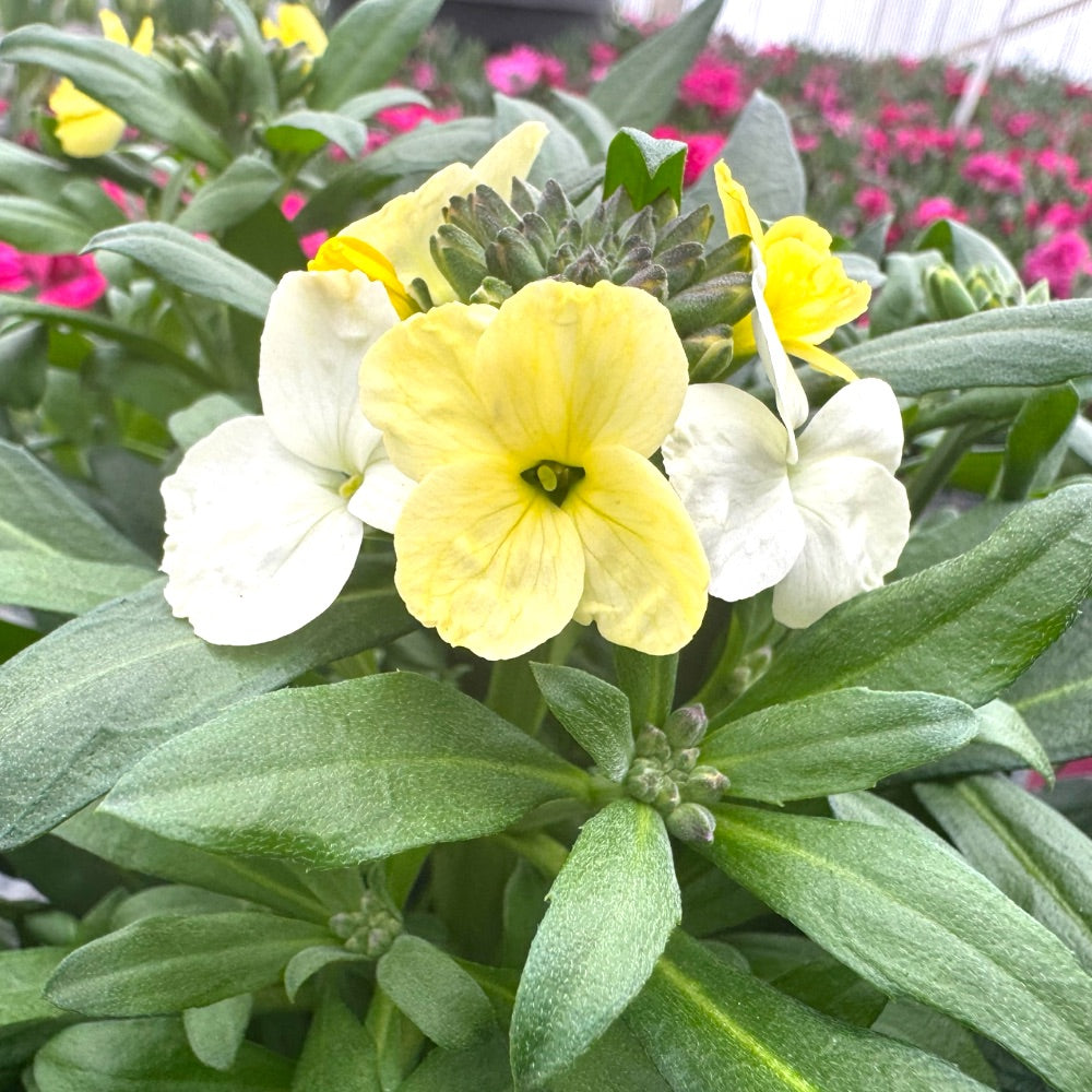 ERYSIMUM HYB. 13 cm. pot.