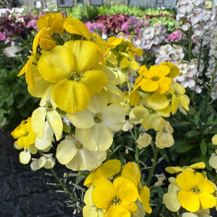 Gyldenlak, Erysimum mix - 12 cm potte gul
