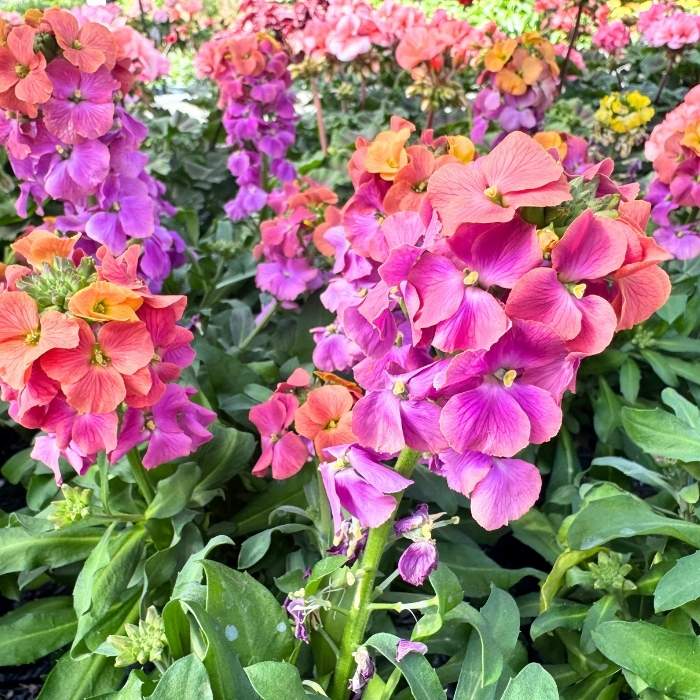 Gyldenlak, Erysimum – 13 cm potte