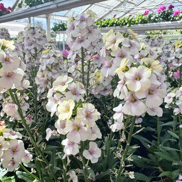 Gyldenlak, Erysimum mix - 12 cm potte hvid