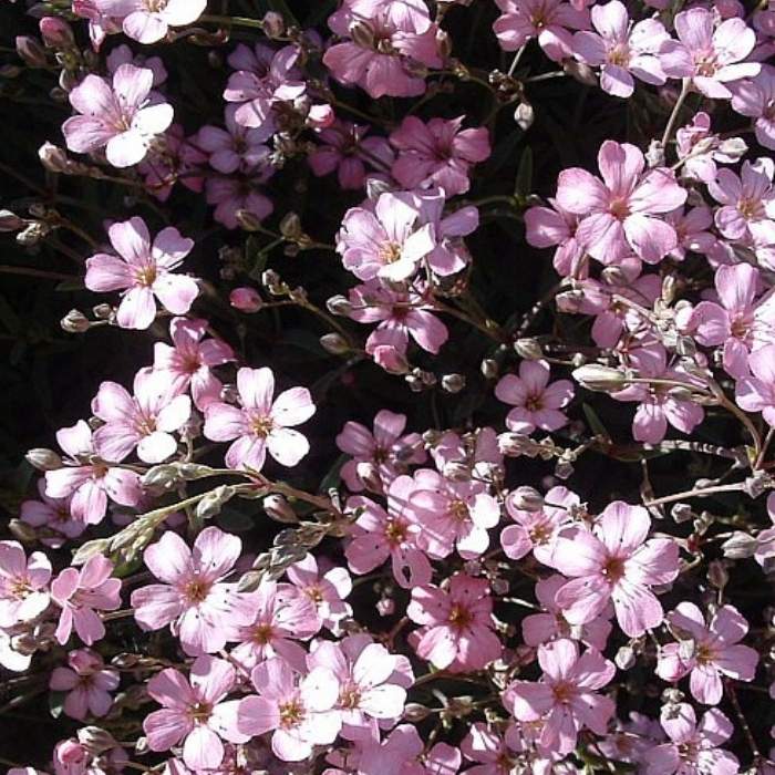Brudeslør, Gypsophila Repens ´Rosea´