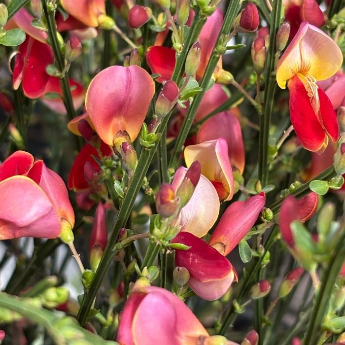 Gyvel, Cytisus 'Roter Favorit'