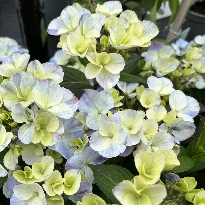 Havehortensia, Hydrangea 'French Bolero'