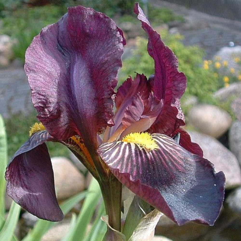 Haveiris, IRIS germanica 'Red Orchid' - 1 L Potte