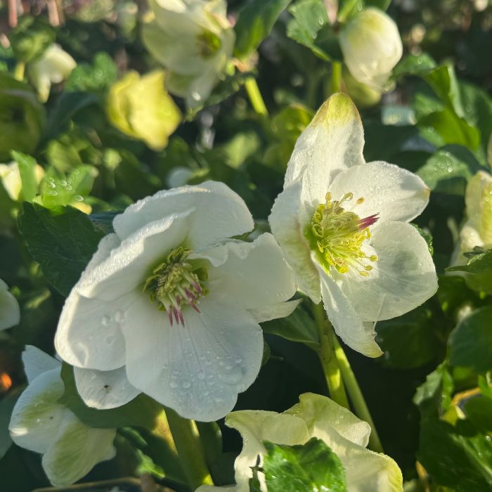 Julerose, Helleborus 'Ice N'Roses' - 13 cm potte