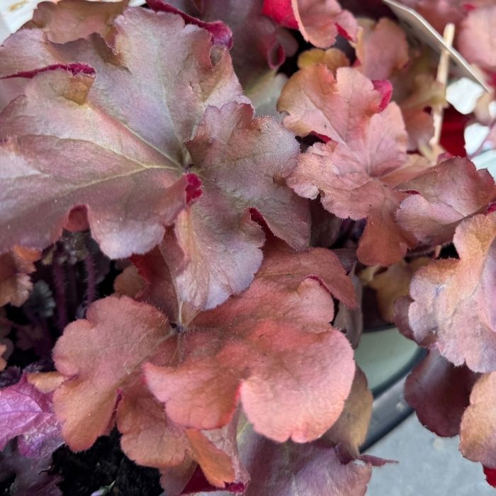 Alunrod, Heuchera 'Boysenberry'
