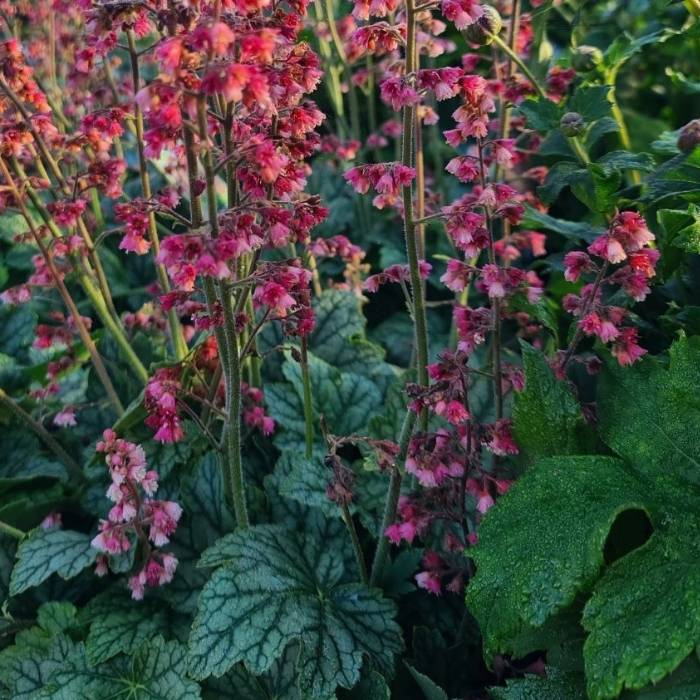 Alunrod, HEUCHERA h. Berry Timeless