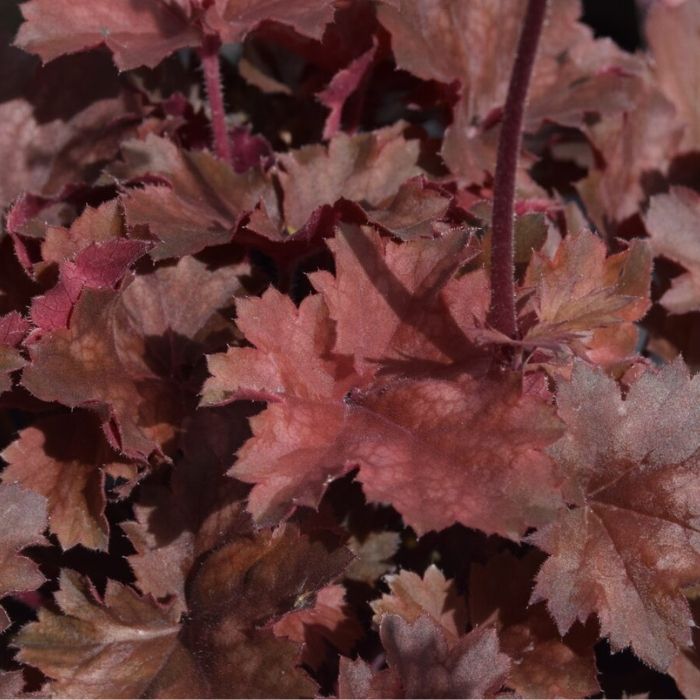 Alunrod HEUCHERA h. Cherry Cola