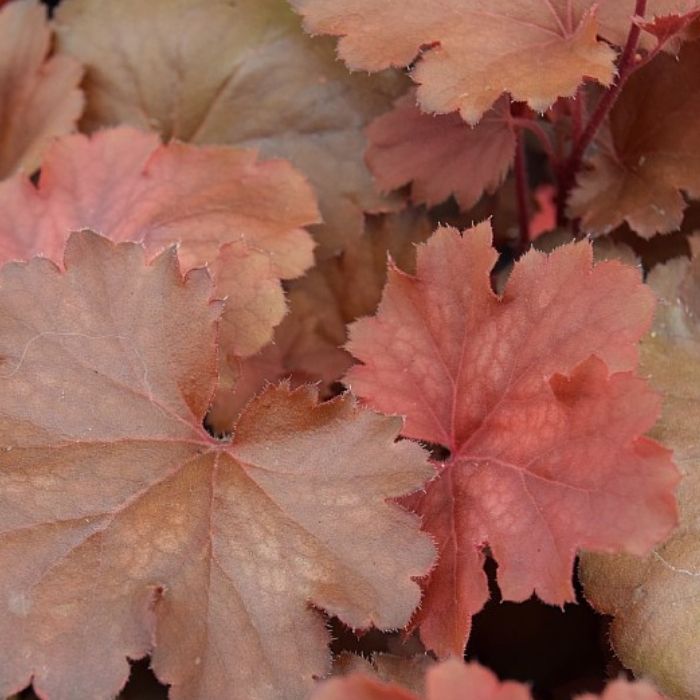 Alunrod HEUCHERA h. Cherry Cola