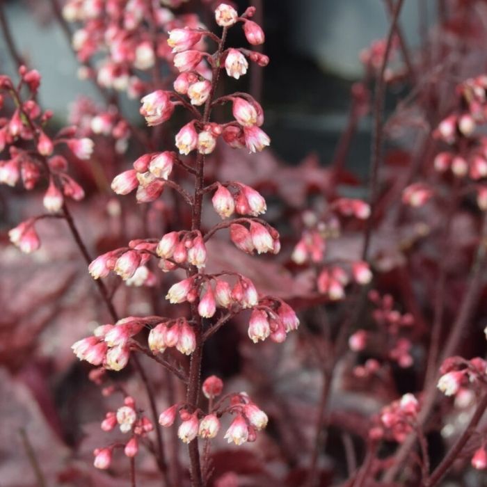 Alunrod, HEUCHERA h. Fire Chief