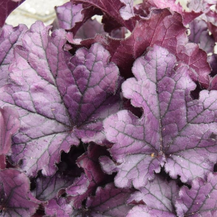 Alunrod, HEUCHERA h. Forever Purple