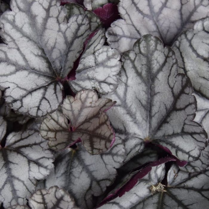 Alunrod, HEUCHERA h. Jade Gloss