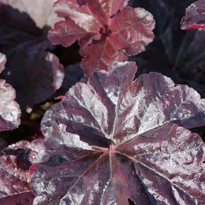 Alunrod, HEUCHERA h. Obsidian