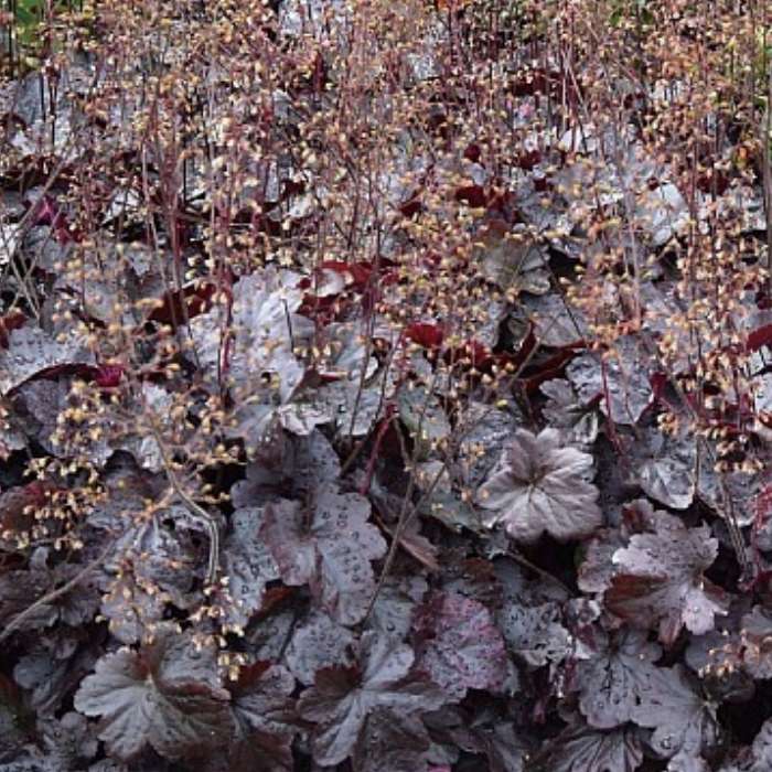 Alunrod, HEUCHERA h. Obsidian