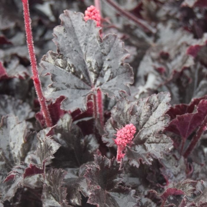 Alunrod HEUCHERA h. Timeless Night