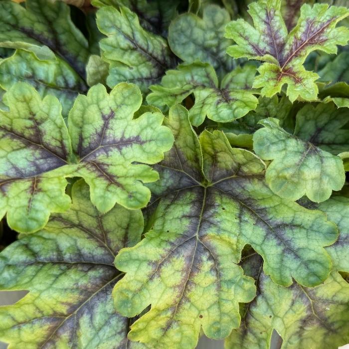 Heucherella, Heuchera 'Tapestry'