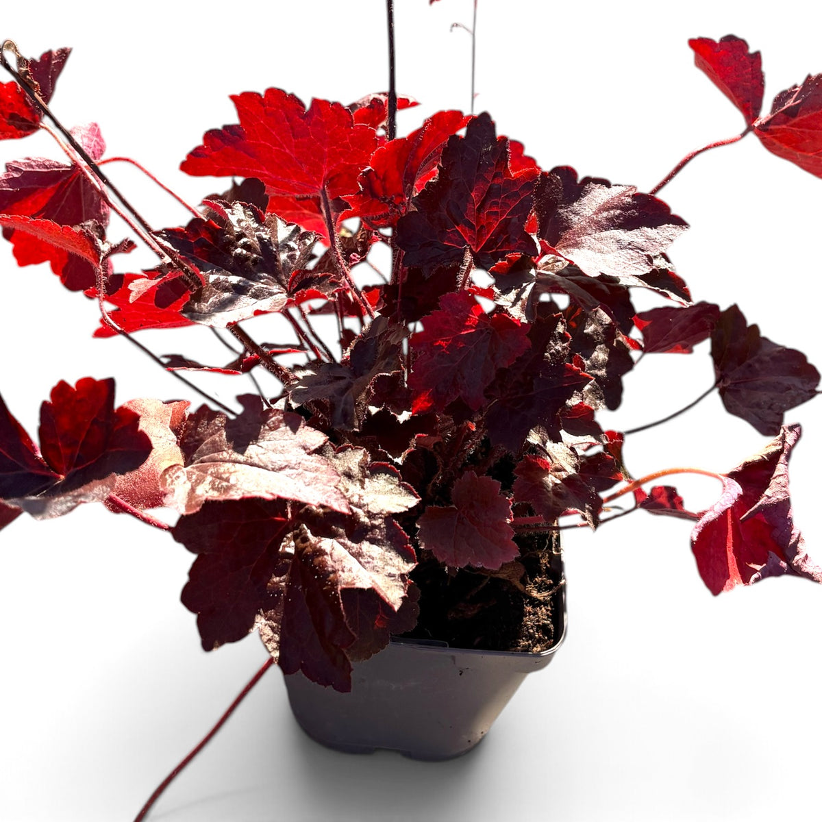 HEUCHERA micrantha Palace Purple 10 cm Potte