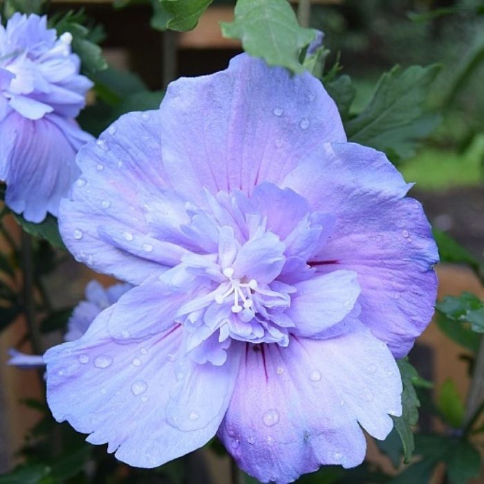 Syrisk rose 'Blue Chiffon'