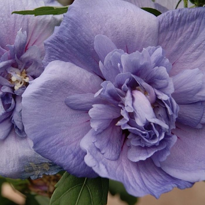 Syrisk rose 'Blue Chiffon'