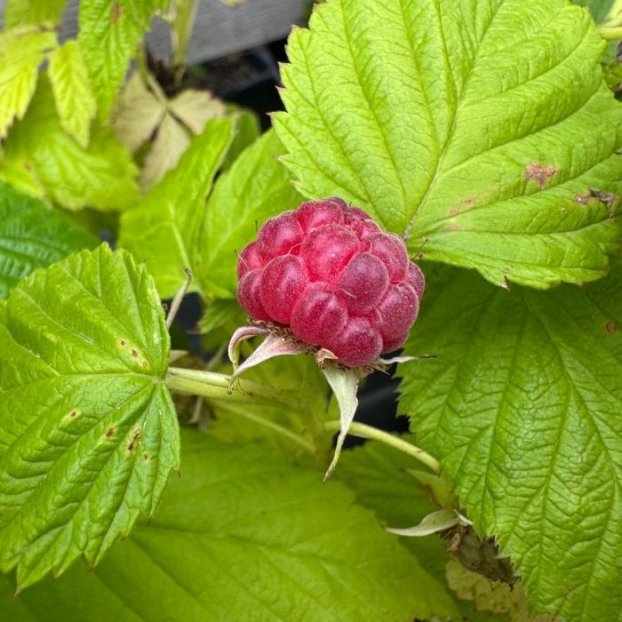 Hindbær, Rubus idaeus 'Autumn First' - efterårshindbær