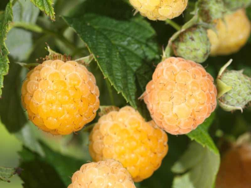 Hindbærbusk, Rubus Idae, model 'Golden Everest', 5 L potte.