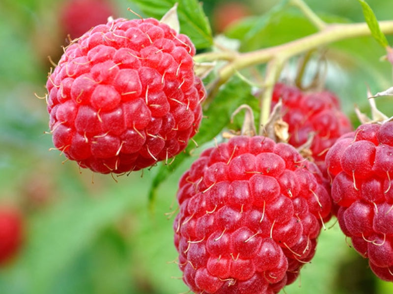 Hindbær busk, Rubus Idae, Mormors Hallon, 5 L potte.
