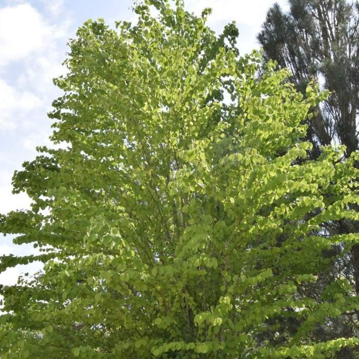 Hjertetræ, Cercidiphyllum japonicum