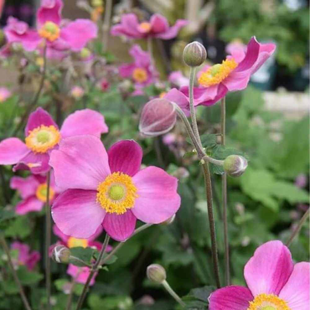 Høstanemone, ANEMONE hupehensis 'Praecox' - 1 L Potte