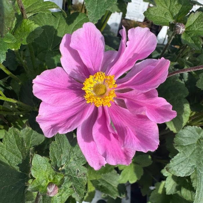 Høstanemone, Anemone 'Serenade'