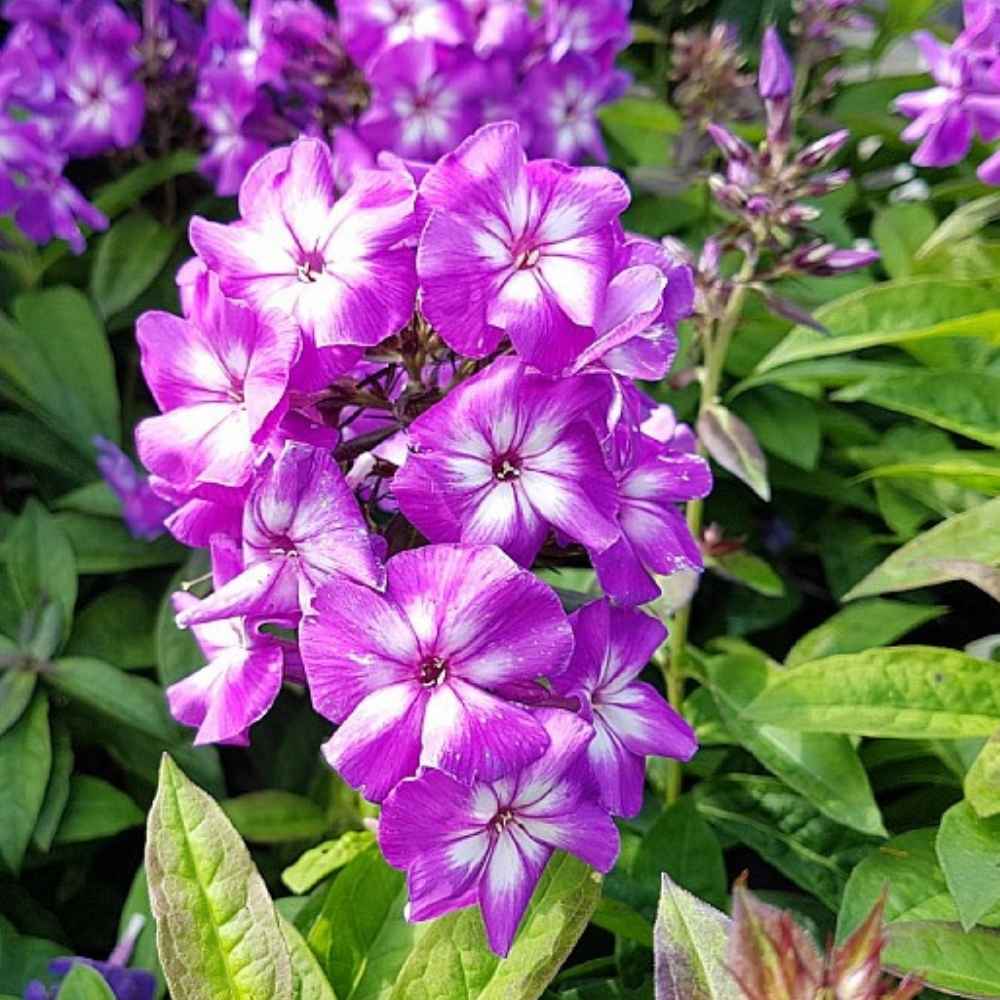 Høstfloks, PHLOX pani. Adessa Special Purple Star - 1 L Potte
