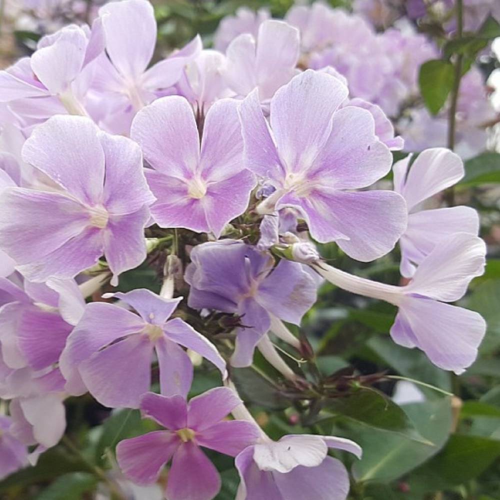 Høstfloks, PHLOX pani. 'Franz Schubert' - 1 L Potte