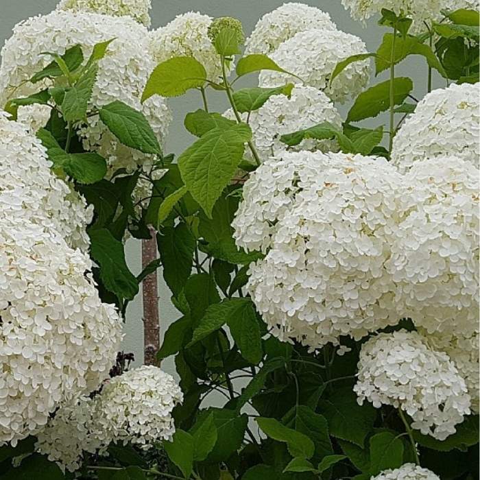 Hortensia, Hydrangea a. 'Annabelle', 40-60 CM høj - 4,6l potte