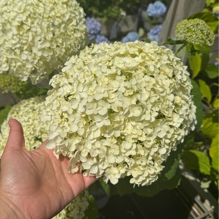 Hortensia, Hydrangea arborescens 'Annabelle'