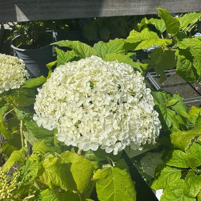 Hortensia, Hydrangea arborescens 'Annabelle'