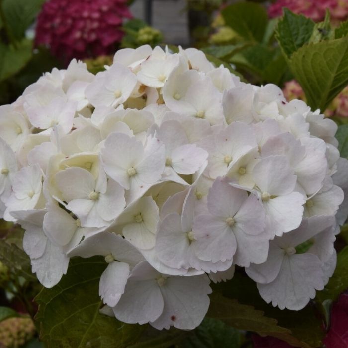 Hortensia, Hydrangea Alma