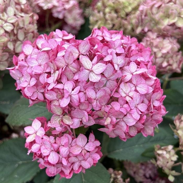 Hortensia, Hydrangea Arb. Pink Annabelle