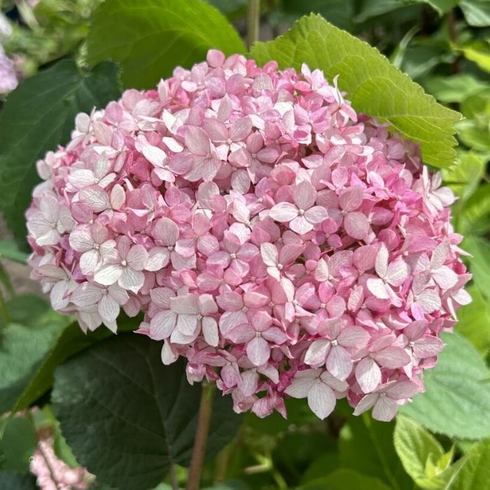 Hortensia, Hydrangea Arb. Pink Annabelle