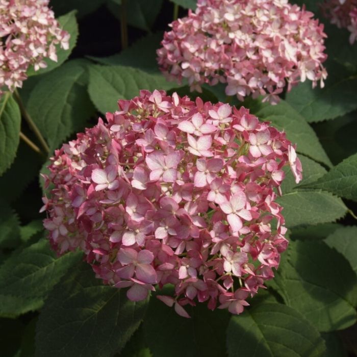 Hortensia, Hydrangea Arb. Ruby Annabelle