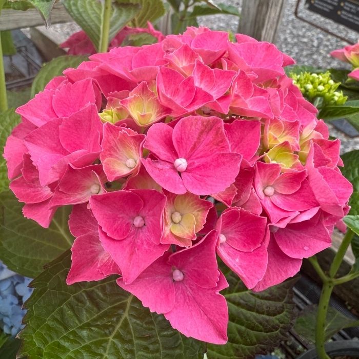 Hortensia, Hydrangea Bella 5 L Potte