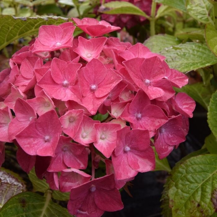 Hortensia Hydrangea Bella ® i 5 L potte.