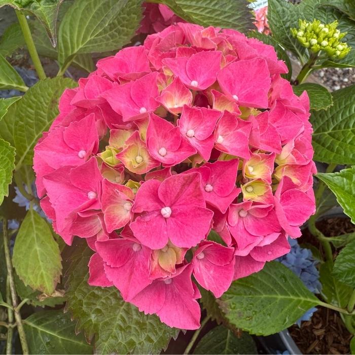 Hortensia, Hydrangea Bella 5 L Potte