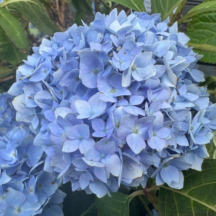 Havehortensia, Hydrangea 'Clara' - en af de 6 søstre