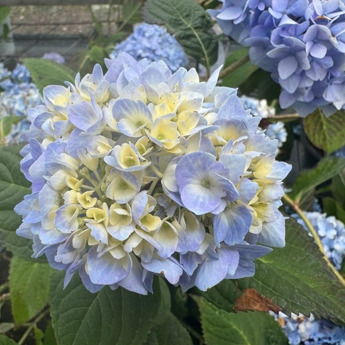 Havehortensia, Hydrangea 'Clara' - en af de 6 søstre