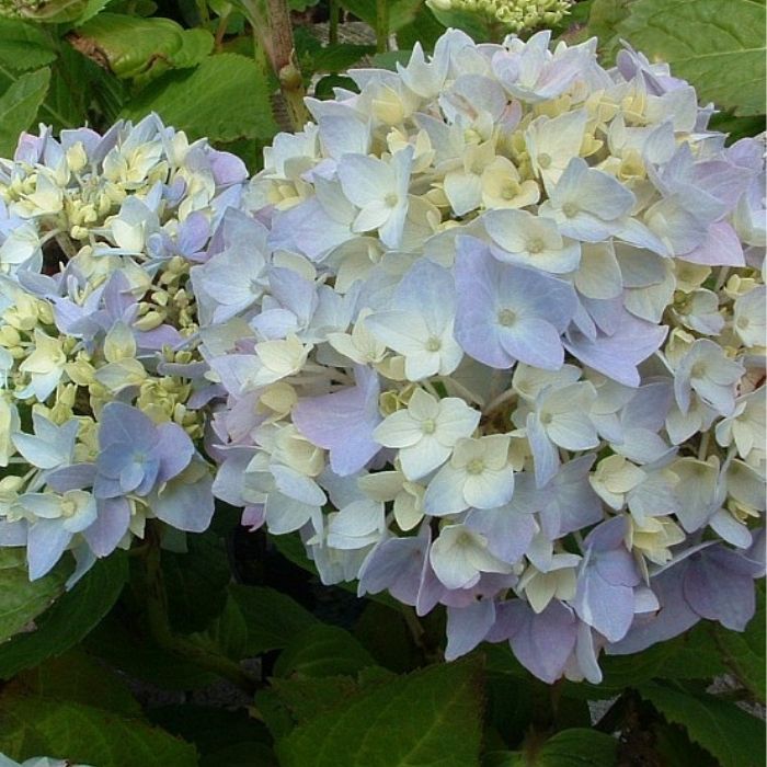 Hortensia, Hydrangea Clara