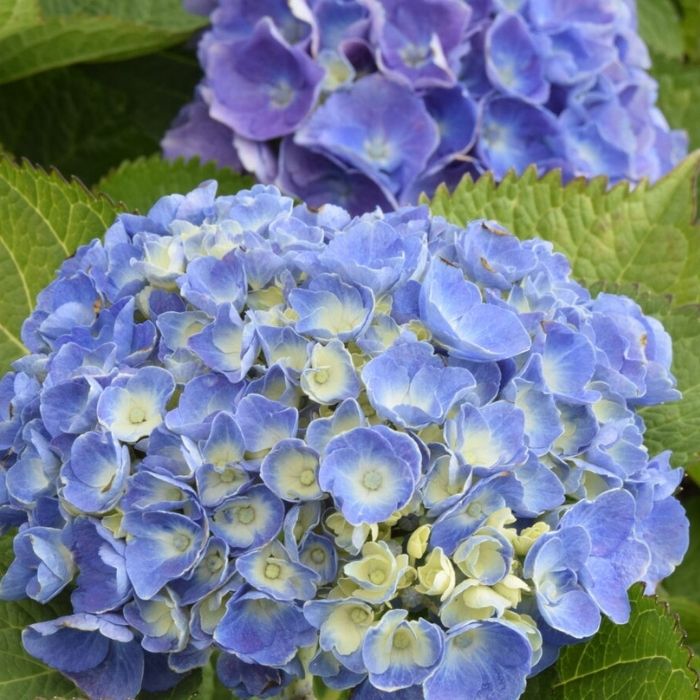 Hortensia, Hydrangea 'Elisa'