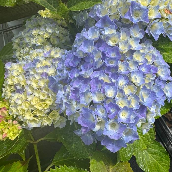 Hortensia, Hydrangea Elisa - én af de 6 søstre