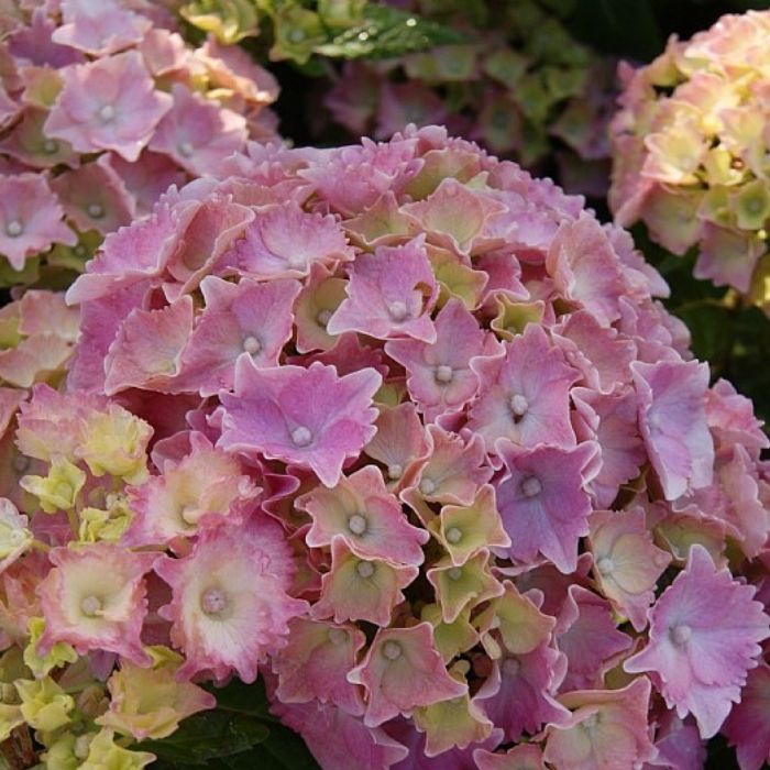 Hortensia, Hydrangea Frida
