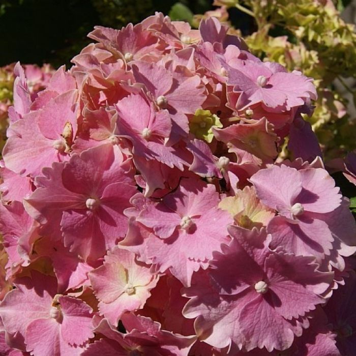 Hortensia, Hydrangea Frida